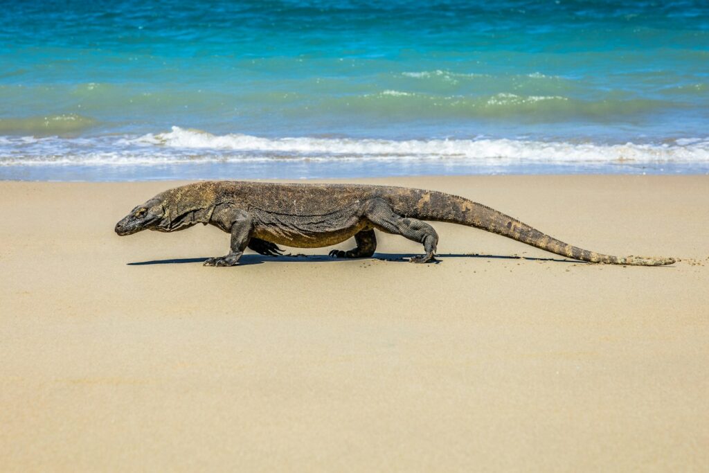 Seeing Komodo Dragons by Phinisi: Rinca vs Komodo Island Compared
