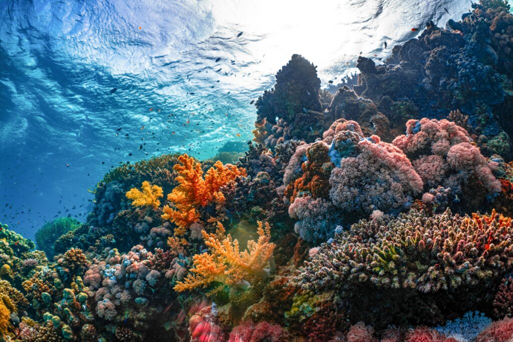 Labuan Bajo Phinisi Liveaboard Diving: Komodo Dive Charter Guide