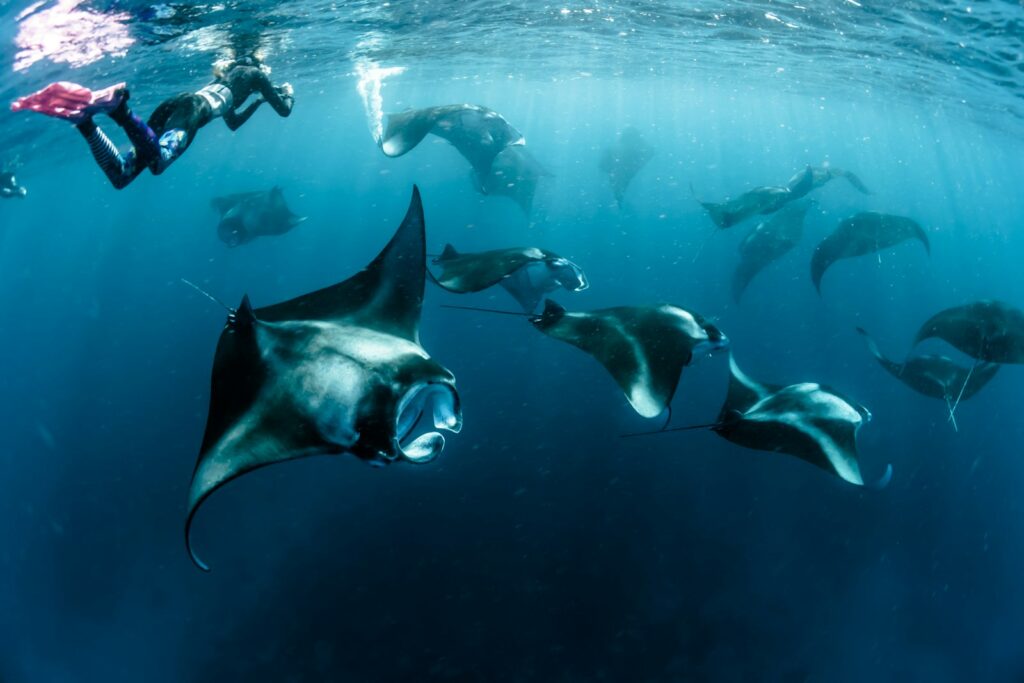 Manta Point Komodo: Snorkeling with Reef Mantas from Your Phinisi