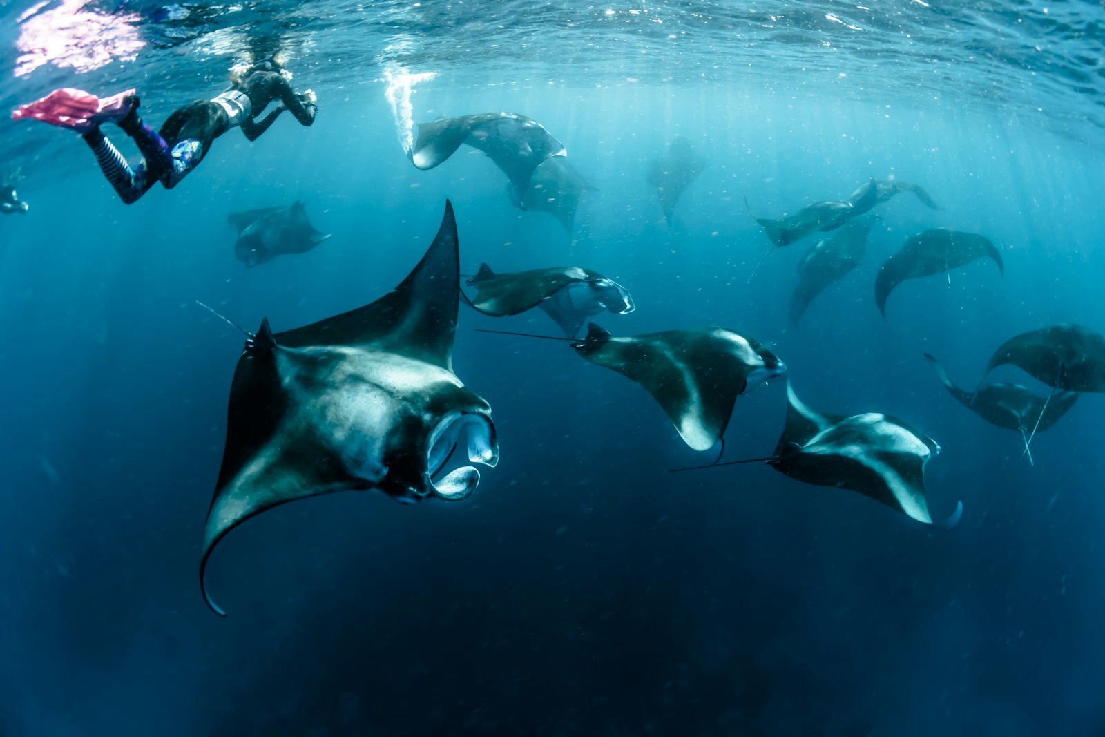 Manta Point