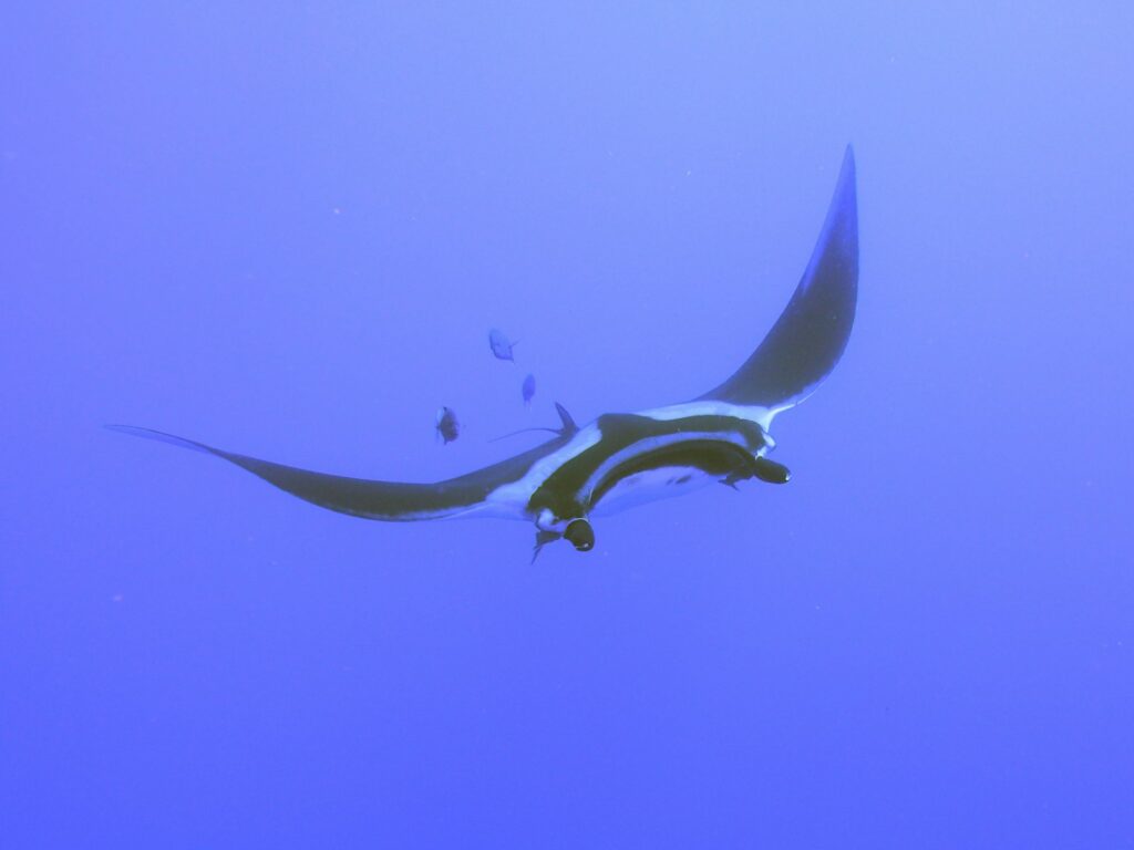 When Is Manta Season in Komodo? Best Months for Phinisi Manta Trips