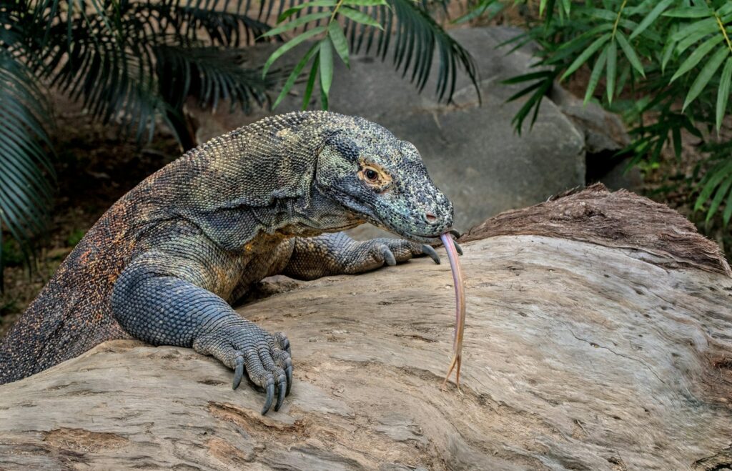 One-Way Phinisi from Bali to Labuan Bajo: The Komodo Crossing Explained